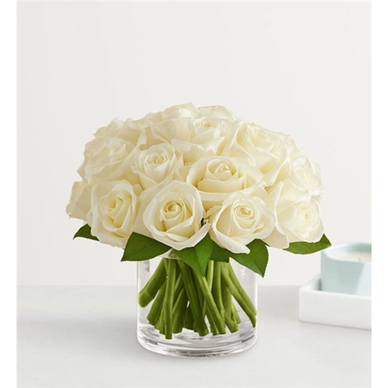 contemporary_white_rose